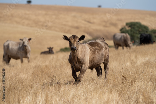 cows grazing on grass in a field  in Australia. eating hay and silage. breeds include speckle park  murray grey  angus  brangus and wagyu  in Summer