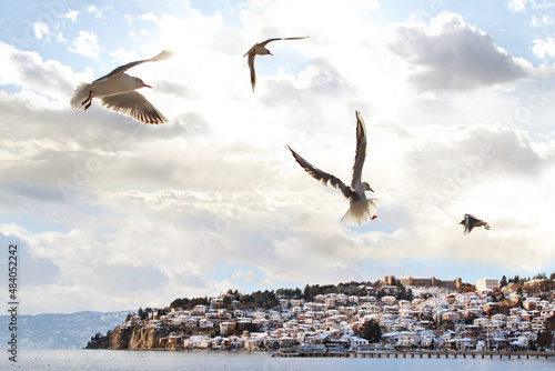 Gull flying over a blue sky above the Ohrid Lake, Macedonia