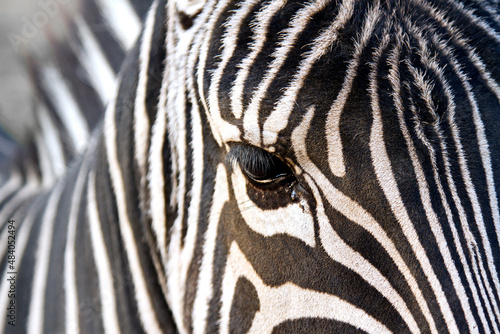 Horizontal close up image of a zebra