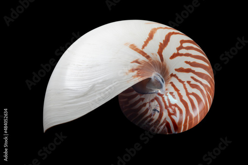 half sliced Nautilidae shell specimen