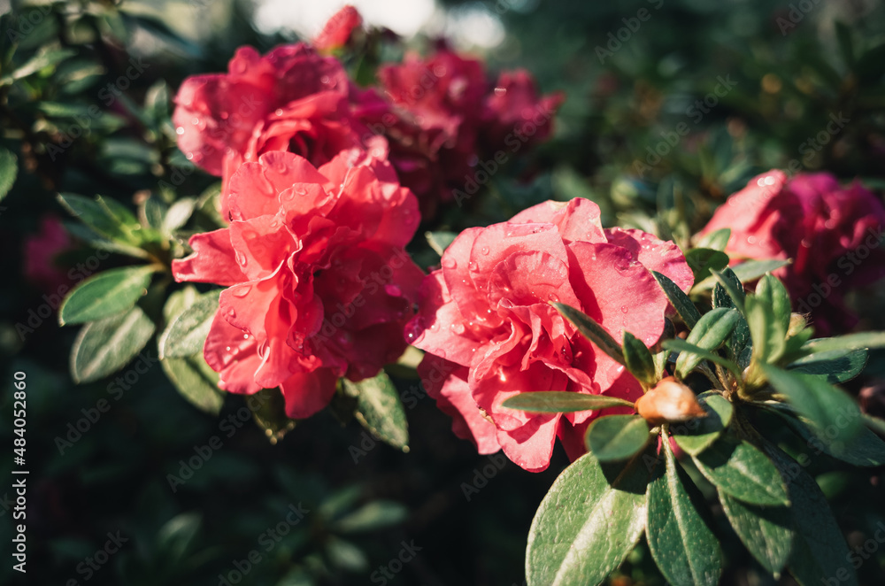 red rose bush red rose bush