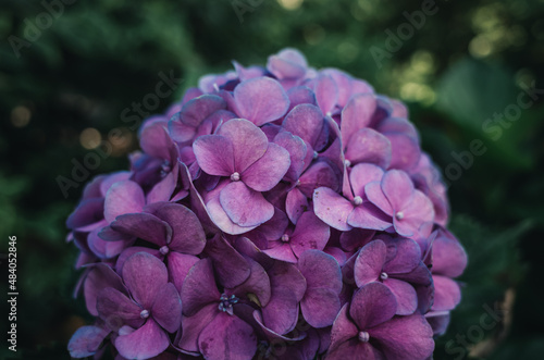 Hydrangea flower