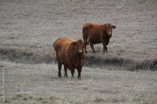 cows in the field