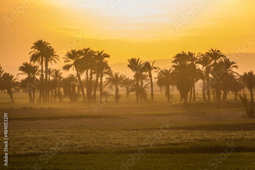 Wallpaper Mural Sunset view of palms and lush fields in the valley of Nile river, Egypt Torontodigital.ca