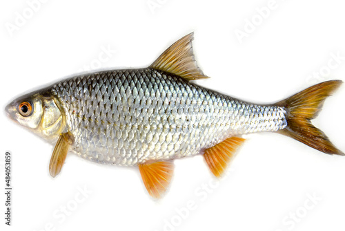 roach fish isolated on a white background