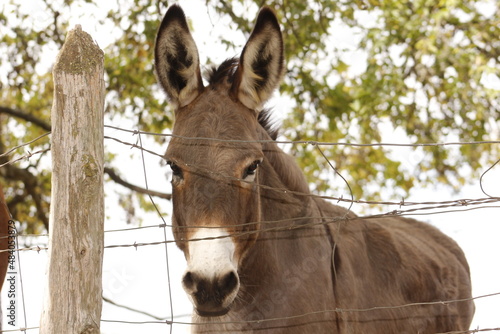 donkey in the farm