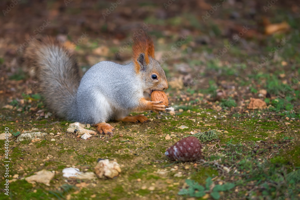 A very cute fluffy squirrel eats nuts. Feeding animals in the park, the concept of animal care A very cute fluffy squirrel eats nuts. Feeding animals in the park, the concept of animal care