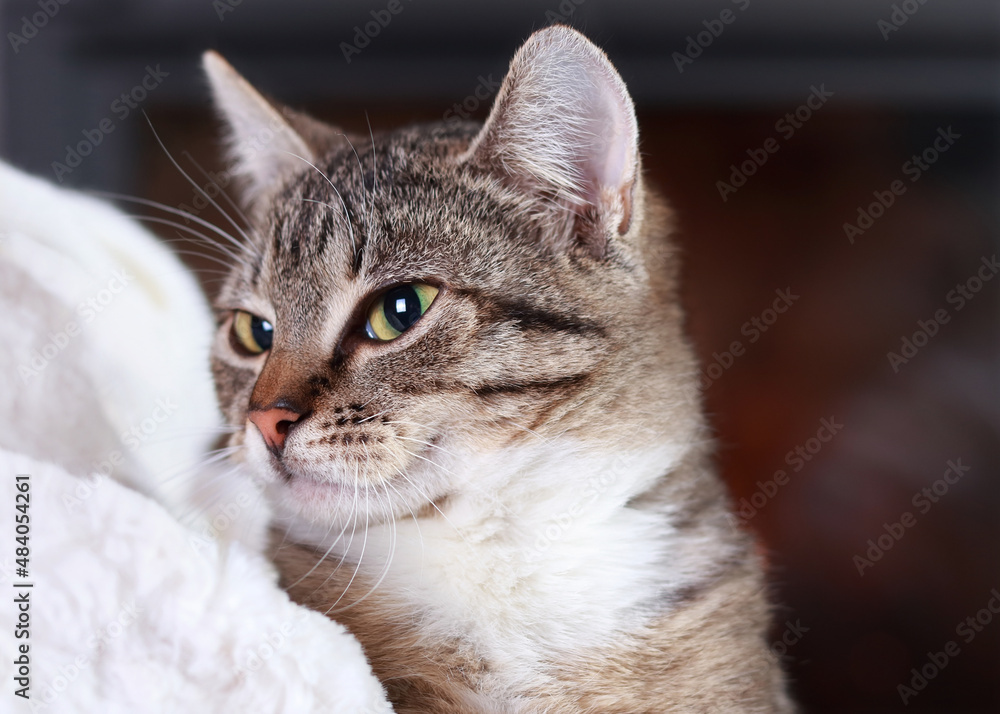 Little cute Cat lying on white fur .Gray Kitten with green eyes close up.Pet Care concept. Place for text. Striped little Kitten sitting in the arms of a Woman. Tabby. Little cute Cat lying on white fur .Gray Kitten with green eyes close up.Pet Care concept. Place for text. Striped little Kitten sitting in the arms of a Woman. Tabby.