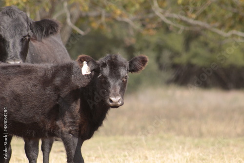 black and white cows