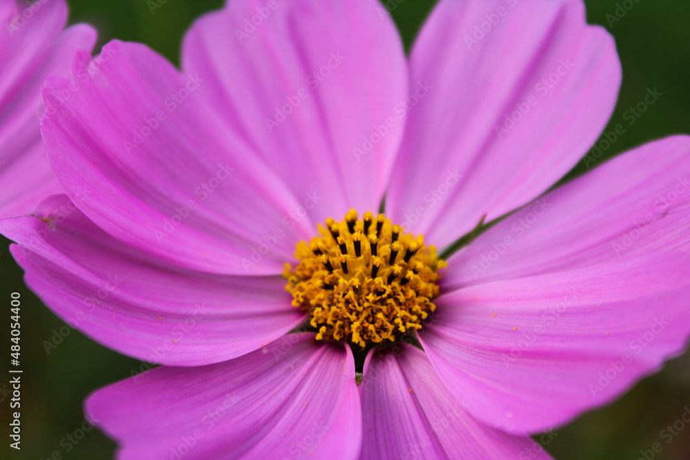 Flor rosada. Pink flower. Cosmos bipinnatus.