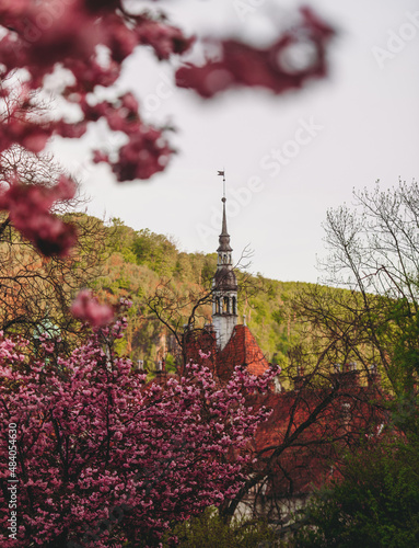 Vintage castle in the background from above flowering branches of pink cherry trees, garden close-up
