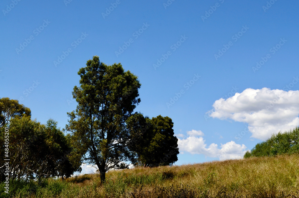 Fototapeta premium Trees in the countryside between Lithgow and Bathurst in Australia