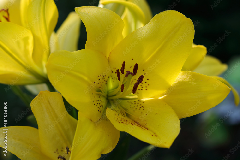 Bouquet of yellow Lily flowers. Close-up of a yellow Lily. Lilium. Beautiful yellow Asiatic Lily opened. Lilies blooming close up. Flower on a green background. Photo in the natural environment. Bouquet of yellow Lily flowers. Close-up of a yellow Lily. Lilium. Beautiful yellow Asiatic Lily opened. Lilies blooming close up. Flower on a green background. Photo in the natural environment.