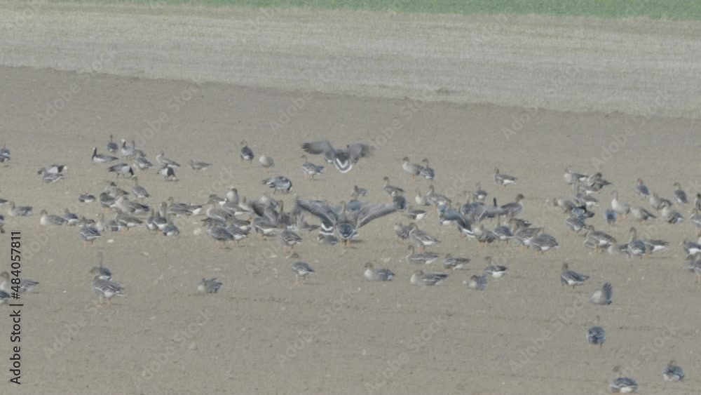 Lots of birds flocking on the sandy beach on a sunny day in Estonia Lots of birds flocking on the sandy beach on a sunny day in Estonia