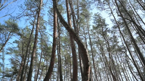 Crooked Forest 