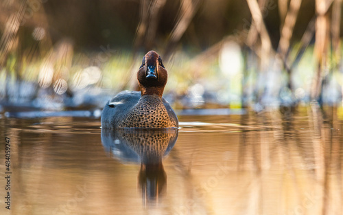 Male of Eurasian Teal, Common Teal or Eurasian Green-winged Teal, Anas crecca on the water in the rays of the morning sun photo