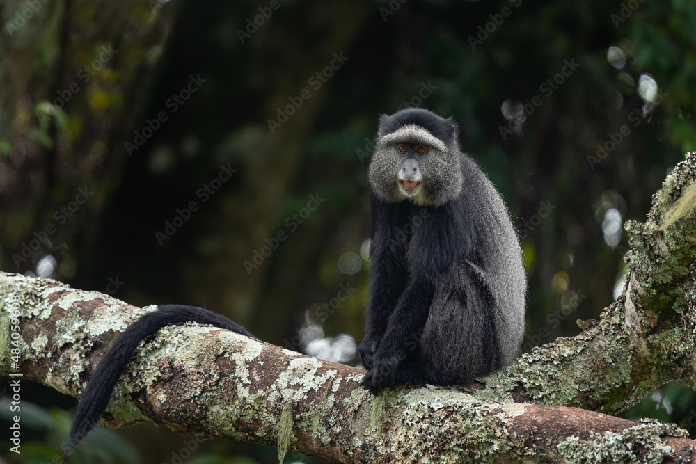 Blue monkey in the Rwenzori mountains. Diademed monkey on the branch. African wildlife. Blue monkey in the Rwenzori mountains. Diademed monkey on the branch. African wildlife.