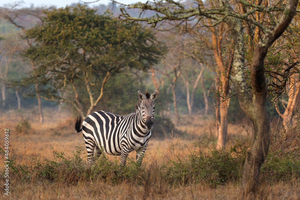 Obraz premium Plains zebra in the Lake Mburo National Park. Zebra on the grazing. African wildlife.