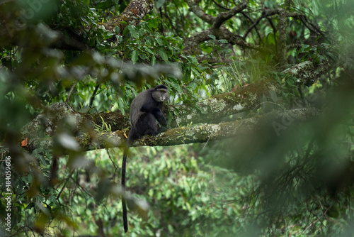 Blue monkey in the Rwenzori mountains. Diademed monkey on the branch. African wildlife. photo