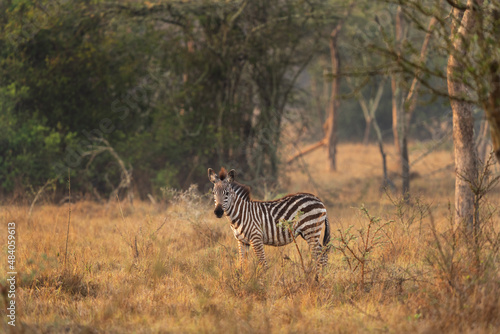 Plains zebra in the Lake Mburo National Park. Zebra on the grazing. African wildlife.