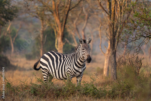 Plains zebra in the Lake Mburo National Park. Zebra on the grazing. African wildlife.