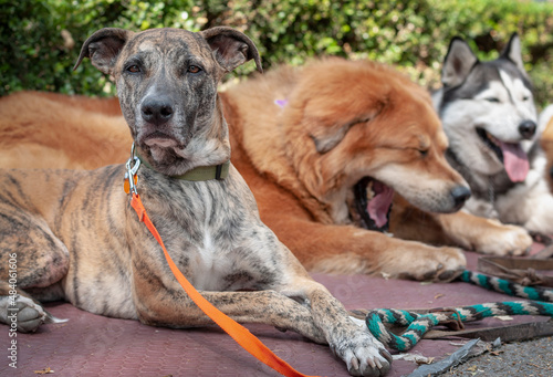 3 dogs are taking a break from their walk in the park, one is looking at the camera, 