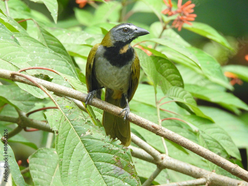 Buff throated Saltador 23