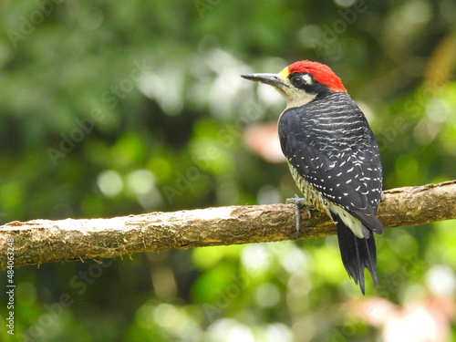 Black Cheecked Woodpecker 