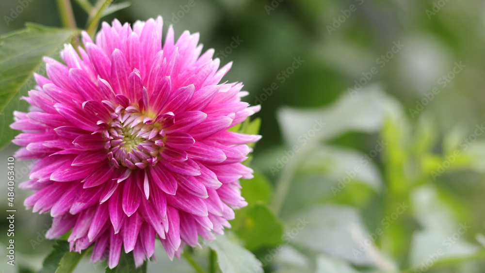 Obraz premium Close up of pink flower Dahlia for background, soft focus. Big flowers of blossoming autumn pink dahlia. Blooming dahlia. Summer blossom. Seasonal gardening in village. Blossoming Big dahlia