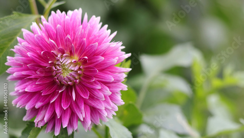 Close up of pink flower Dahlia for background  soft focus. Big flowers of blossoming autumn pink dahlia. Blooming dahlia. Summer blossom. Seasonal gardening in village. Blossoming Big dahlia