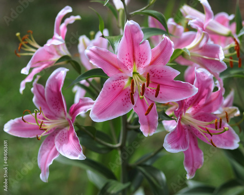 Fotografie Bouquet of large Lilies