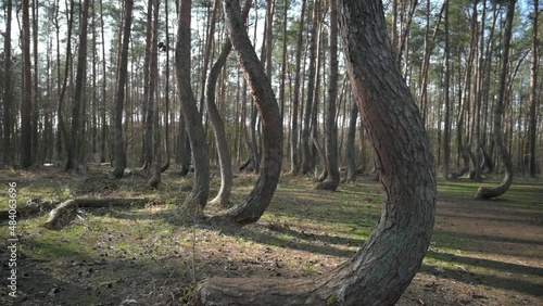Crooked Forest 