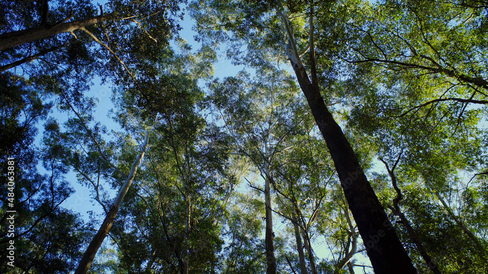Fototapeta premium View from the undergrowth in an Australian native woods forest.