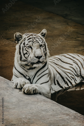Endangered White Tiger