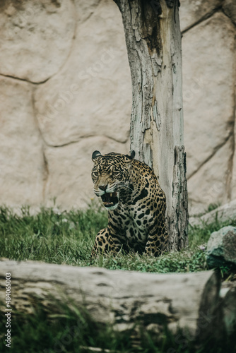 Endangered animal life 
