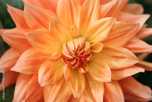 Spring Garden with coral dahlia. Blooming dahlia flower in garden. Shallow depth of field. Coral flower Dahlia for background. Big flowers of blossoming autumn orange dahlia. Summer blossom