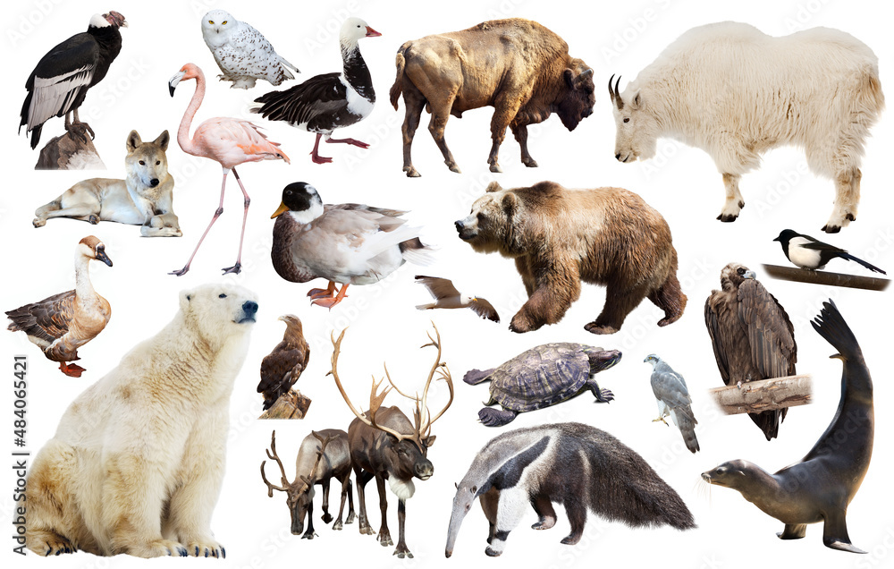 Set of various north american wild animals including birds and mammals  isolated on white. Stock Photo | Adobe Stock