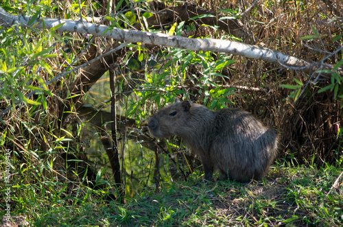 Capybara dans la foret amazonienne en bolivie