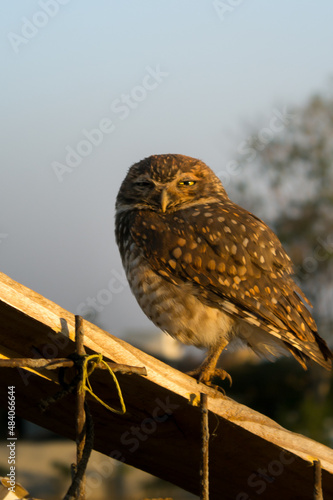 Digger Owl goiania - brasil photo