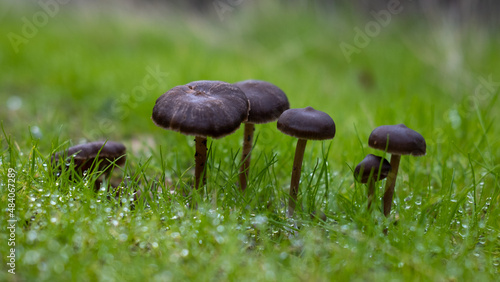 Wild black mushrooms grow on dewy morning grass.