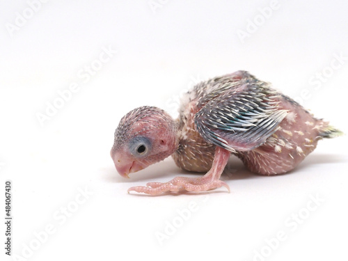 Selective focus of forpus parrotlet newborn bird  studio shot on white background