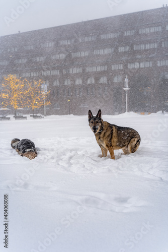 Dogs in snow