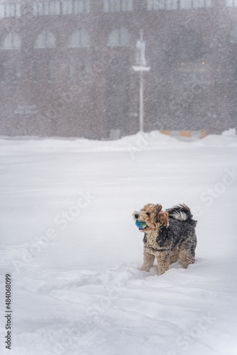 Dog in snow