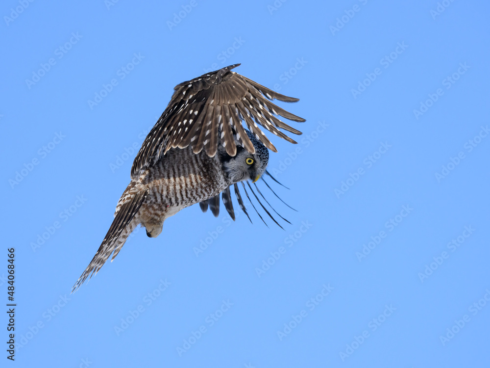 Fototapeta premium Northern Hawk Owl Landing in Winter on Blue Sky