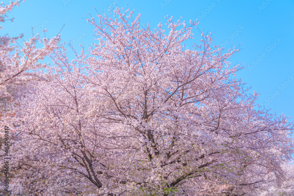 東川の満開の桜