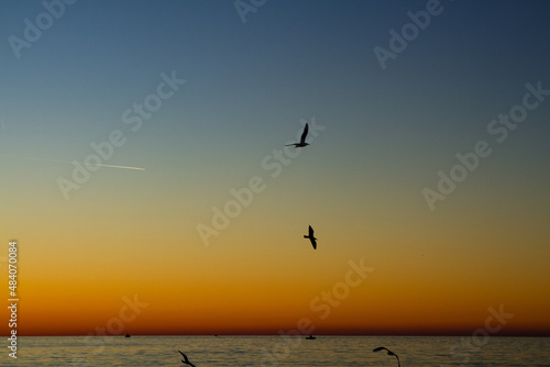 Morning birds © Volodymyr