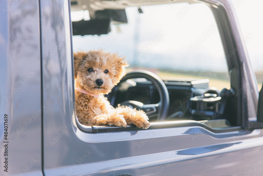 ドライブする犬 カメラ目線 Stock 写真 Adobe Stock ドライブする犬 カメラ目線 Stock 写真 Adobe Stock