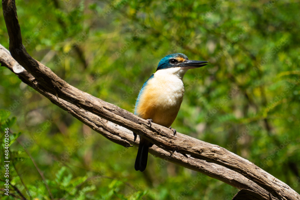 kingfisher on a branch facing forward