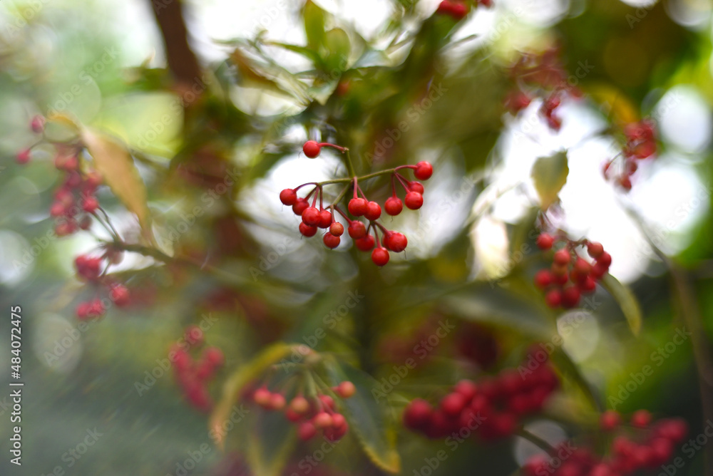 East Asian flowering plant Ardisia crenata sims East Asian flowering plant Ardisia crenata sims