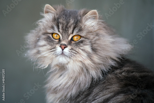 Fluffy gray cat close-up.